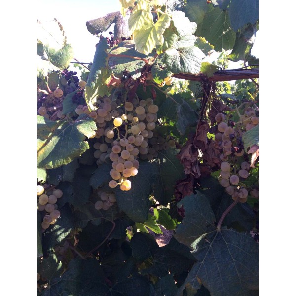 Sibera GM 6495 3 1 Field