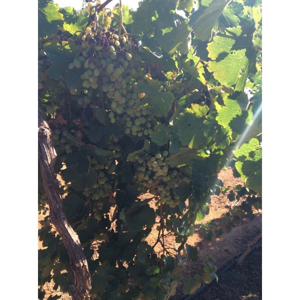 Kavadarski Drenak 1 Field