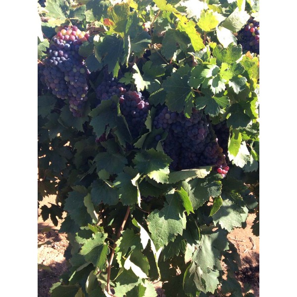 Zinfandel 1 Field