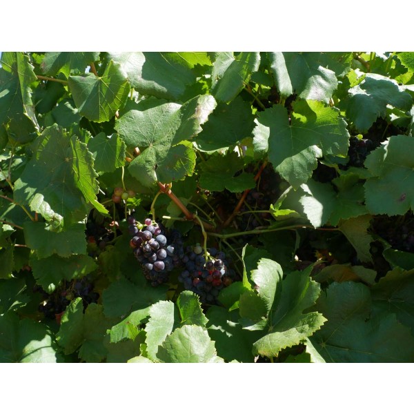 Alicante Bouschet Field 1