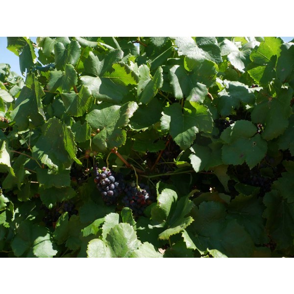 Alicante Bouschet Field 2