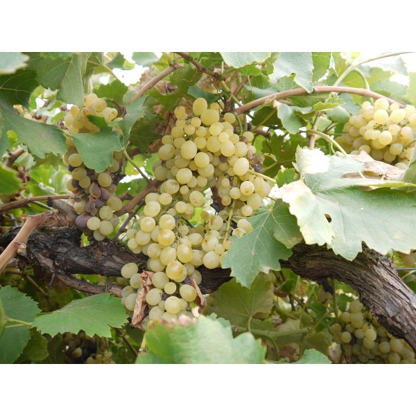 Delizia di Vaprio 1 Field