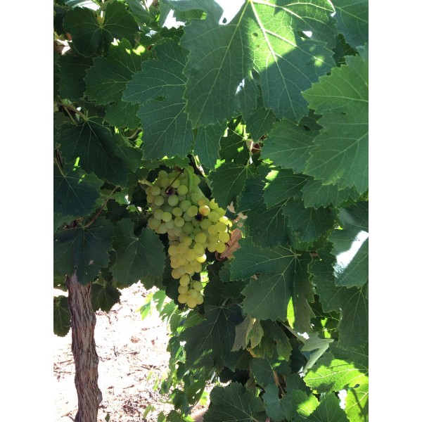 Delizia di Vaprio 2 Field