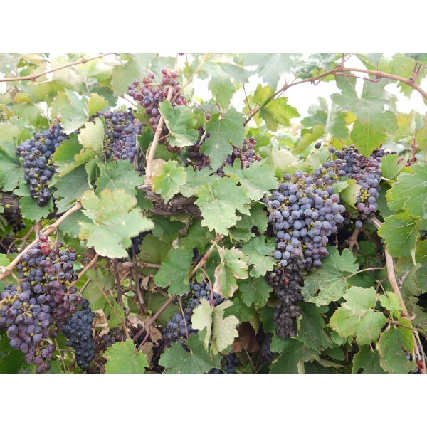 Corvina Veronese 1 Field