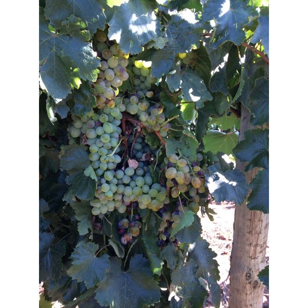 Feher Szagos 1 Field