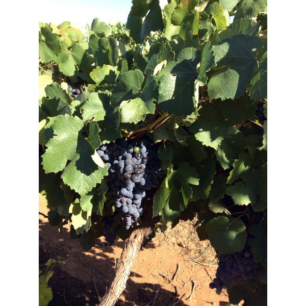 Grand Noir de la Calmette 1 Field