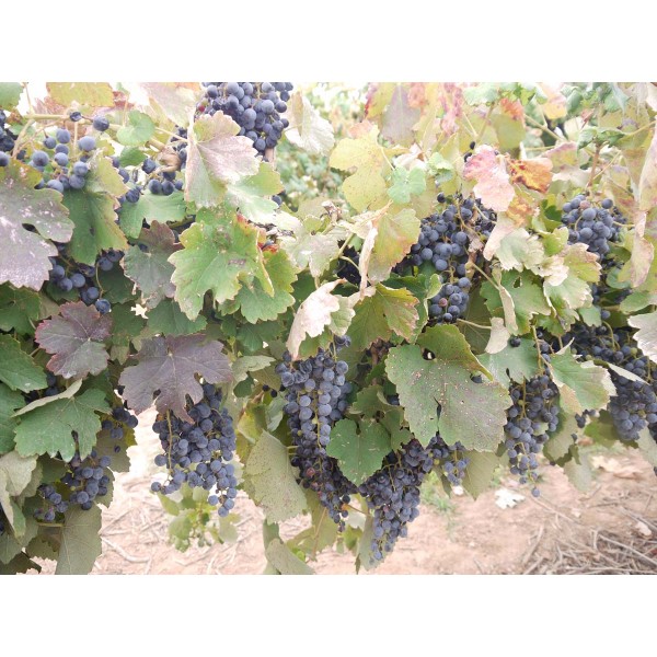 Grand Noir de la Clamette 2 Field