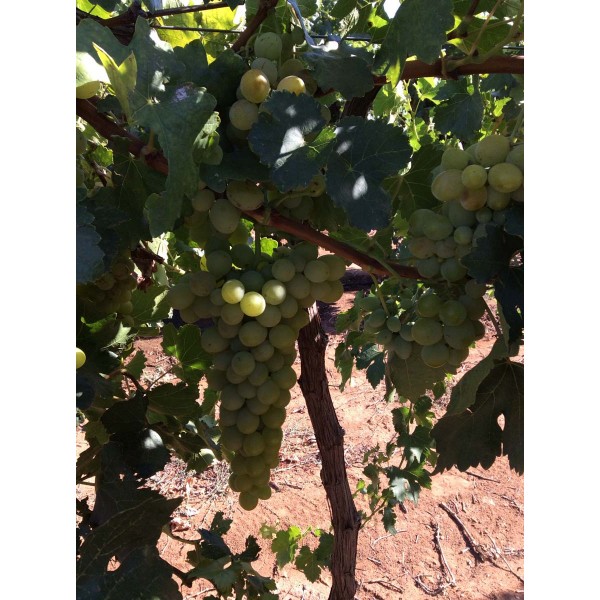 Golden Champion 1 Field