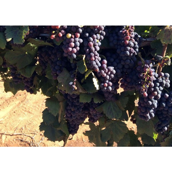 Gamay de Bouze 1 Field