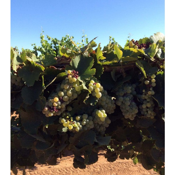 Gros Meslier 1 Field