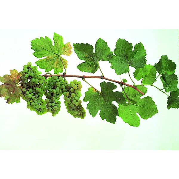 Gros Meslier Studio 1