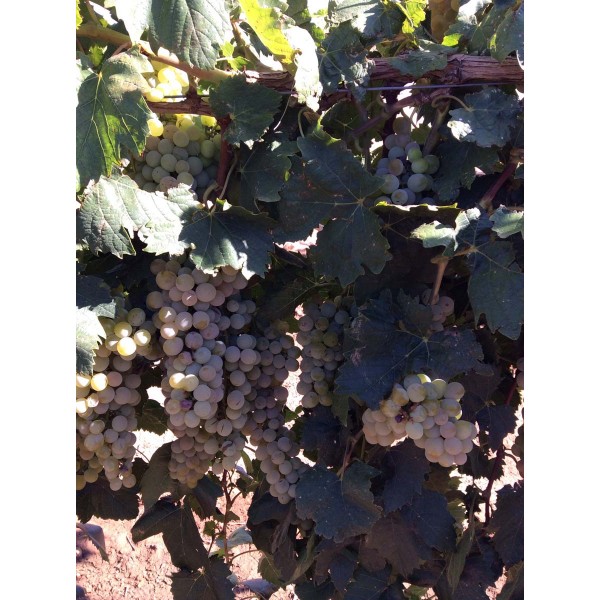 Koshu Sanjaku 1 Field