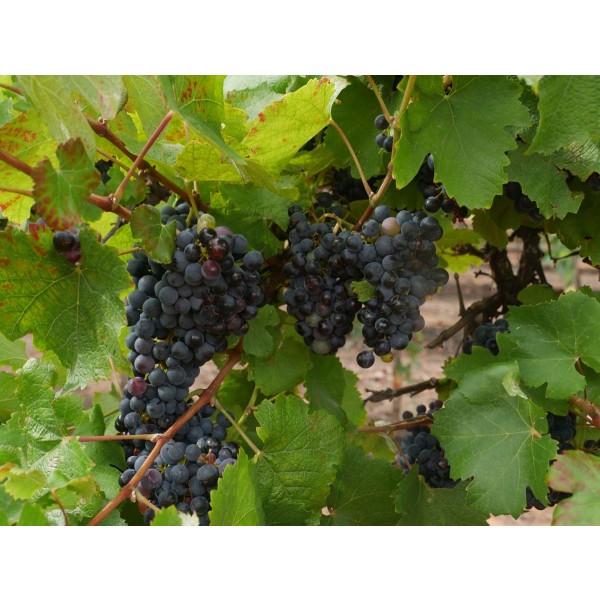 Jurancon Noir Field 1