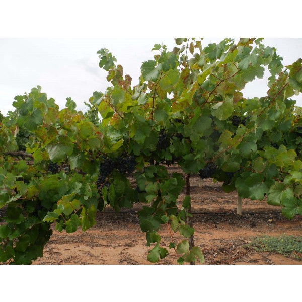 Jurancon Noir Field 2