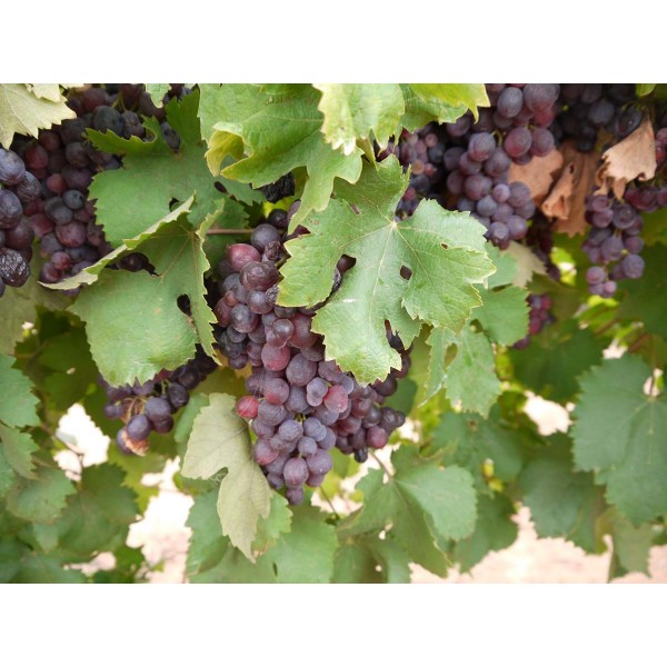 Incrocio Bruni 1 Field