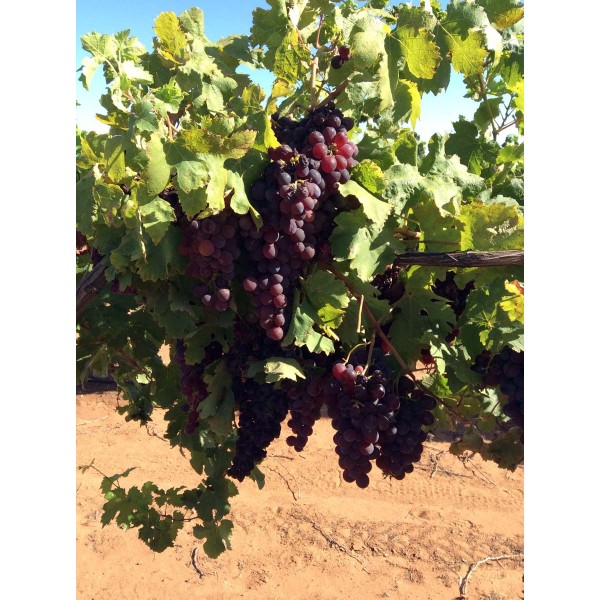 Incrocio Bruni 2 Field