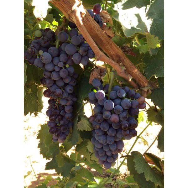 Mavro Naussis 1 Field