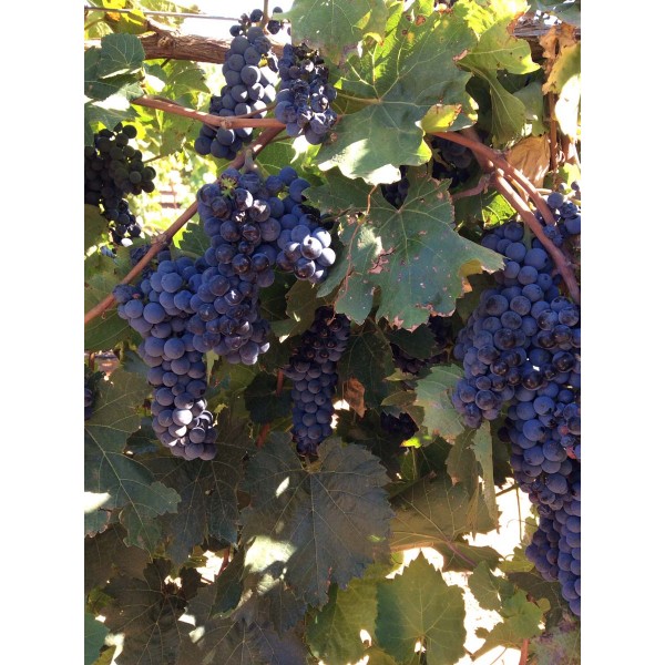 Marechal Foch 1 Field