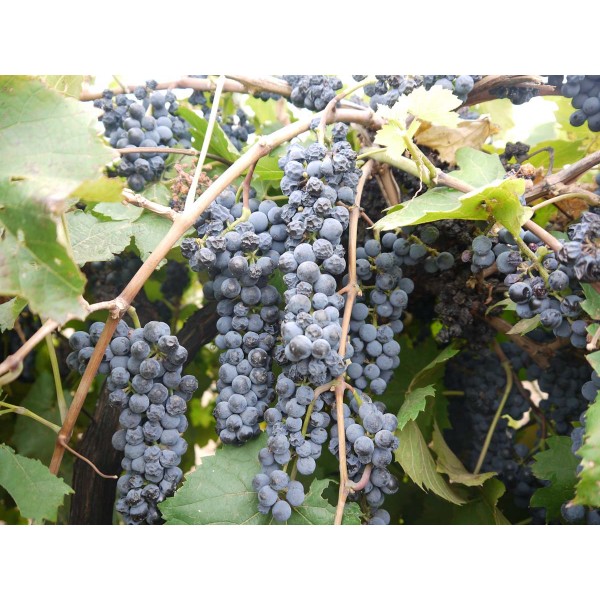 Marechal Foch 2 Field