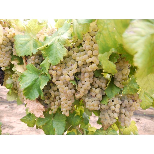 Malvasia Rioja 1 Field
