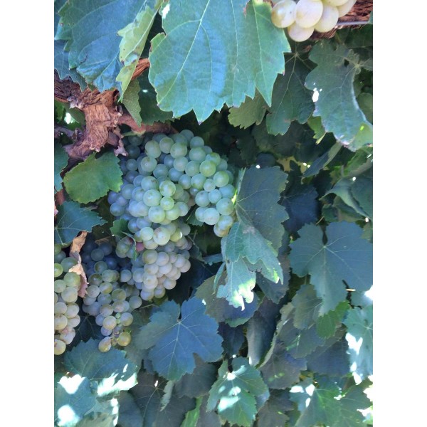 Malvasia Rioja 2 Field