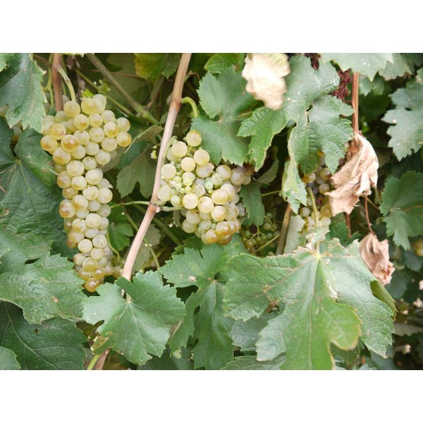 Malvasia Bianca 1 Field