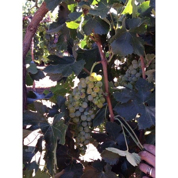 Malvasia Bianca 2 Field