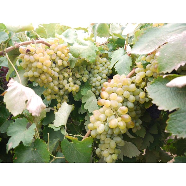 Minella Bianca 1 Field