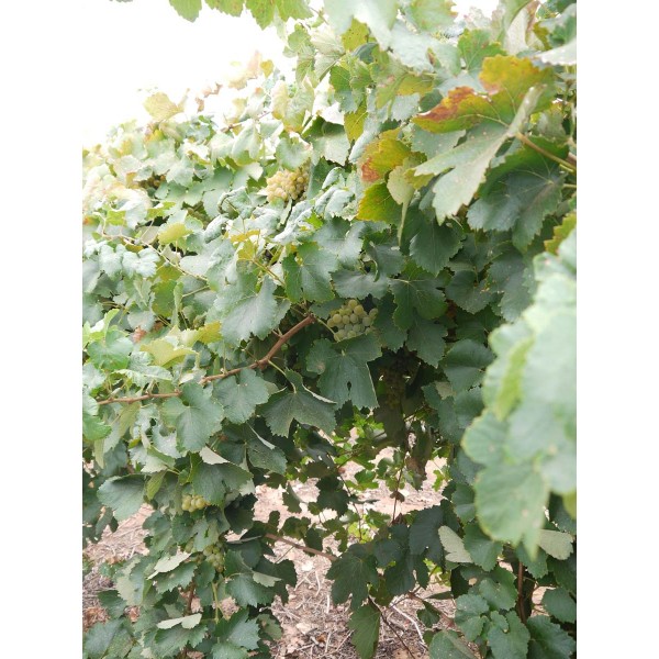 Minella Bianca 2 Field