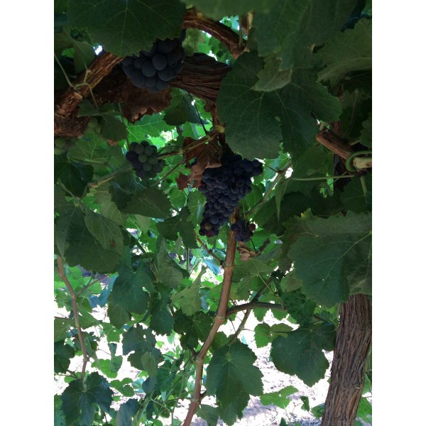 Miguel de Arco 1 Field