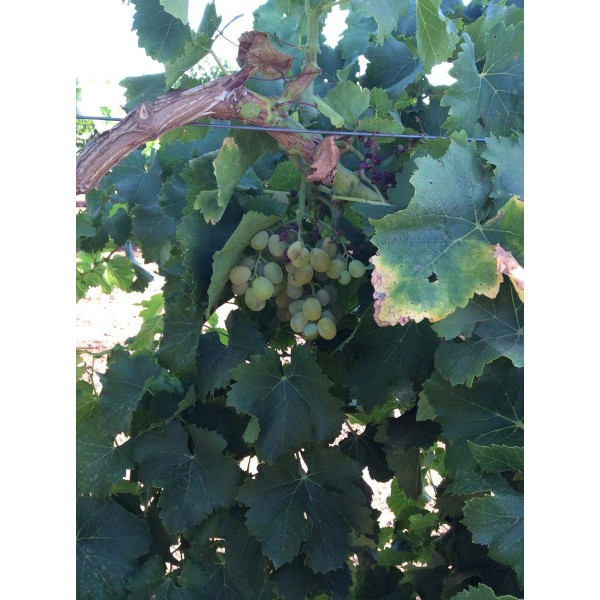 Muscat Cannon Hall 1 Field