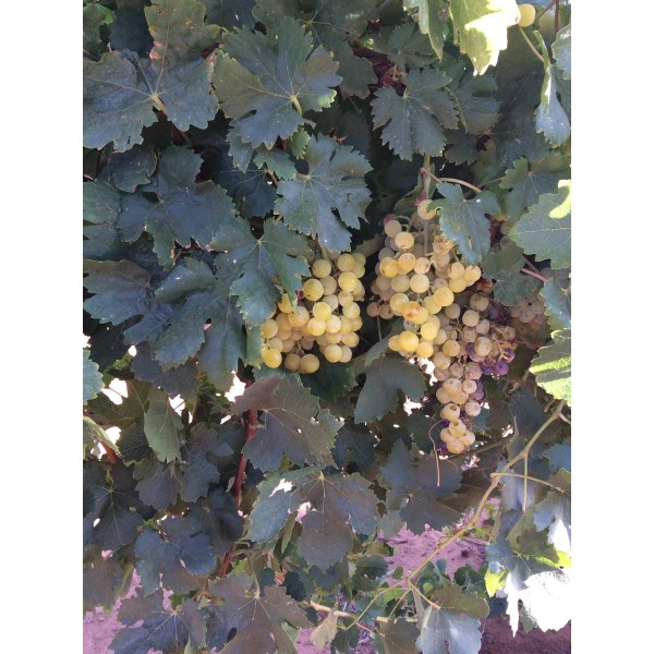 Moscata Paradisa 1 Field