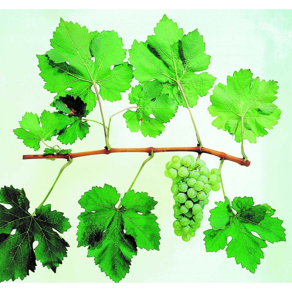 Moschata Paradisa Studio