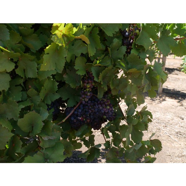 Petit Bouschet Field 1