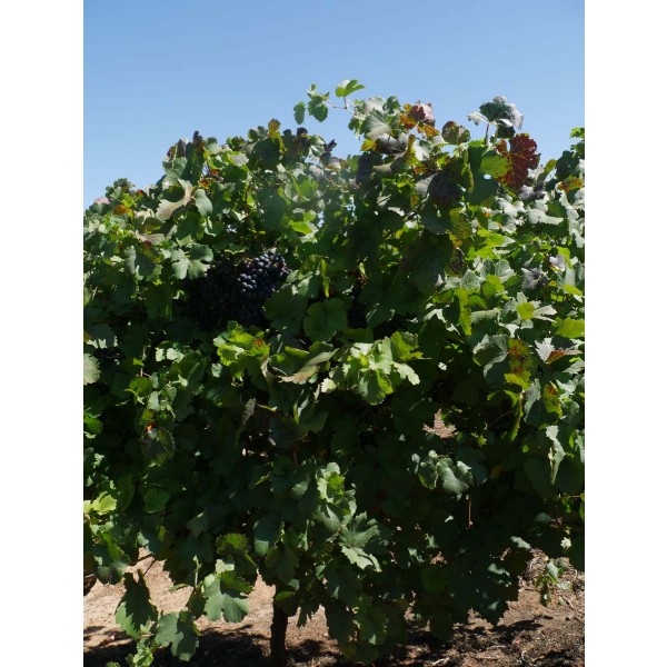 Petit Bouschet Field 2