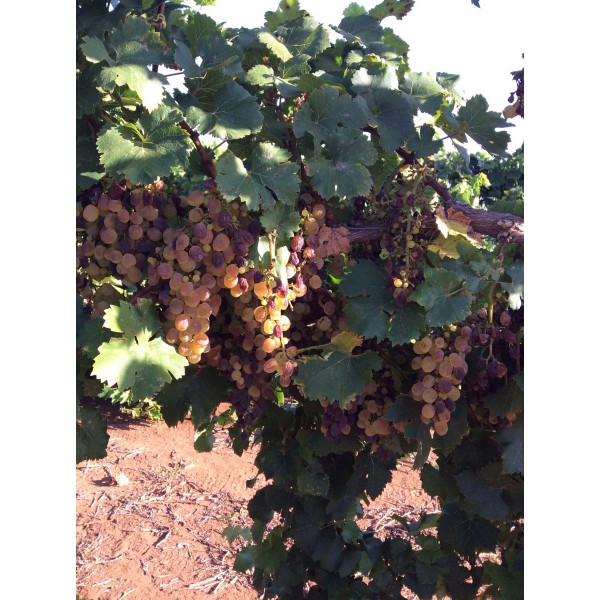 Perle de Csaba 1 Field