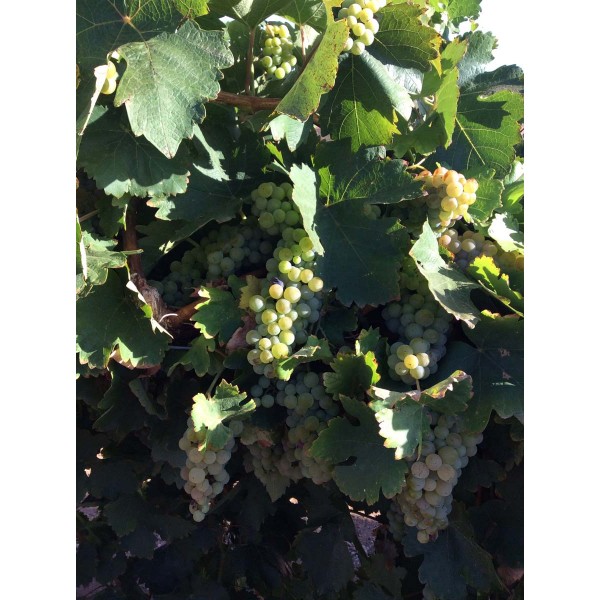 Roter Zierfandler 1 Field