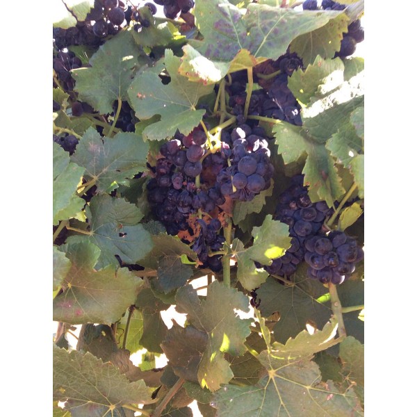 Pinot Precose 1 Field