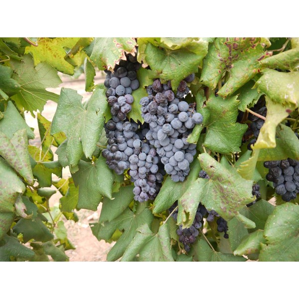 Refosco Nostrano 1 Field