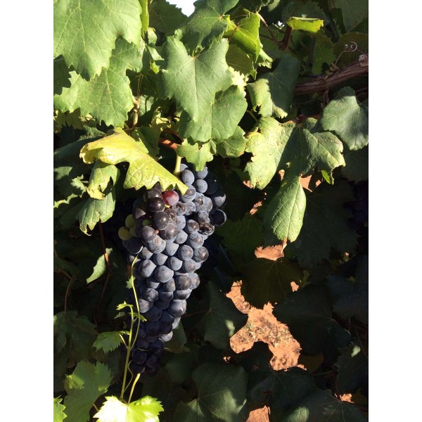 Refosco Nostrano 2 Field