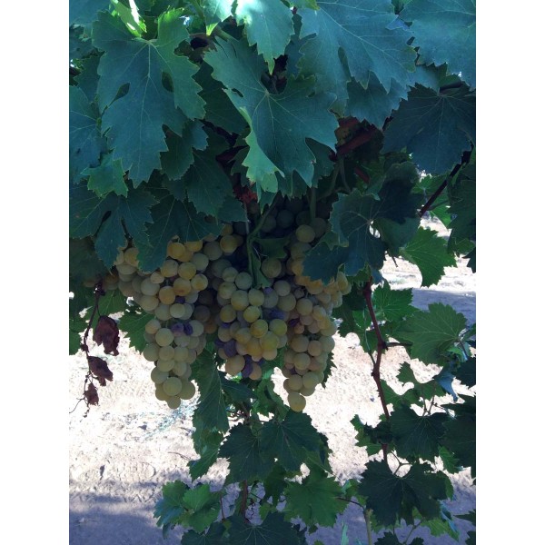 Radmilovaski Muskat 1 Field