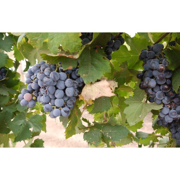 Bombino Nero 1 Field