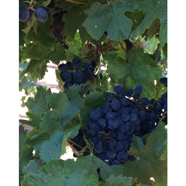 Dunkelfelder 1 Field