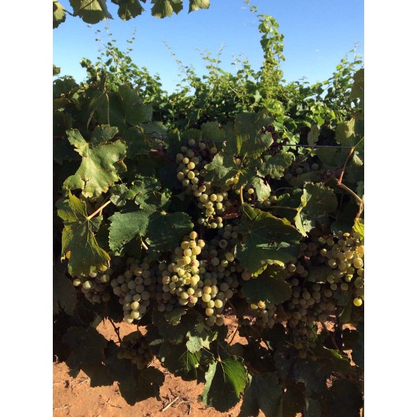 Gros Manseng Blanc 1 Field