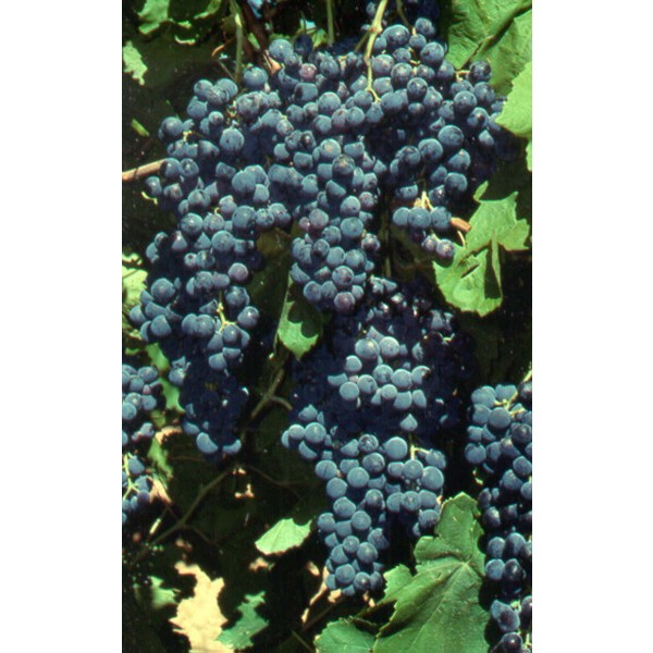 Tarrango Studio Field