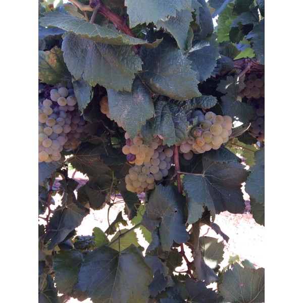 Kladovaska Bela 1 Field