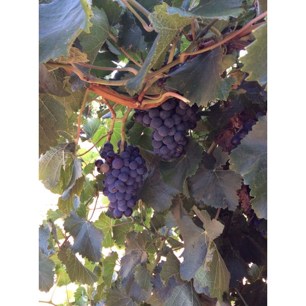 Saint Macaire 1 Field