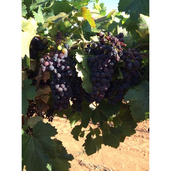 Saint Laurent 1 Field