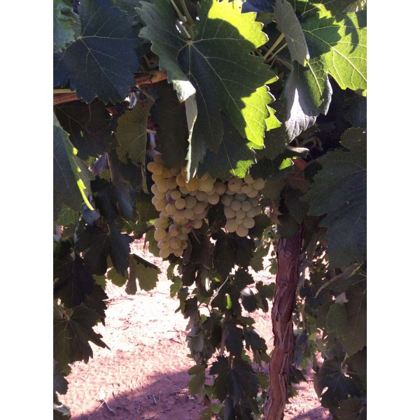 Roupeiro Cachudo 1 Field