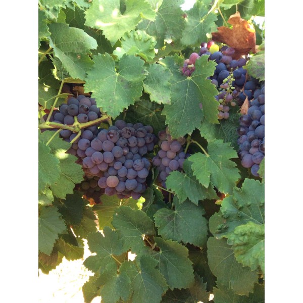 Tinta Carvalha 1 Field